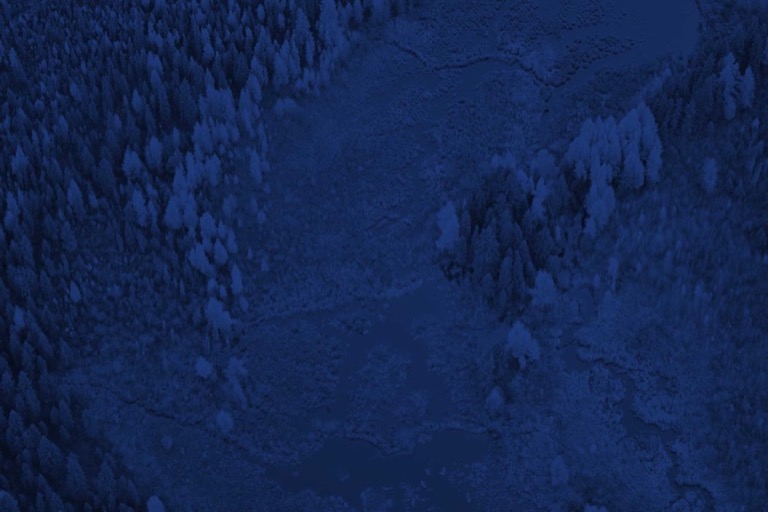 Blue forest texture