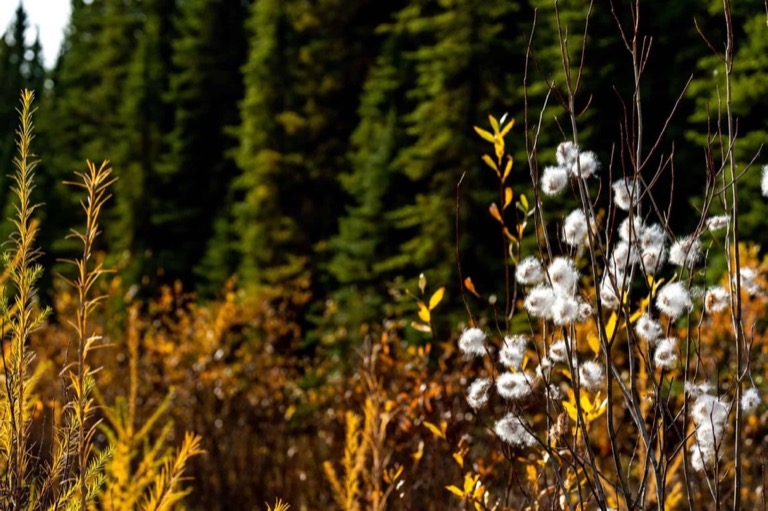 Blossoming cotton like branches in the foreground in focus forrest treeline in the background out of focus