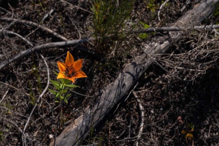 Orange wild flower growing up through forest deadfall